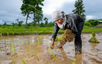 Gieo trồng vụ Đông Xuân ước thực hiện được 908ha