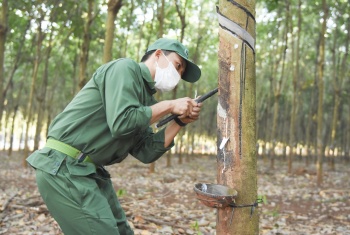 Khai mạc Hội thi bàn tay vàng thu hoạch mủ cao su