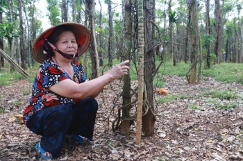 Hỗ trợ nông dân khó khăn có tiêu trồng bị chết