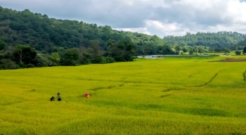 Tăng cường kiểm tra vật tư nông nghiệp trong tình hình dịch Covid-19