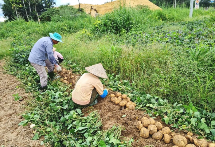 Hỗ trợ nông dân kết nối tiêu thụ nông sản