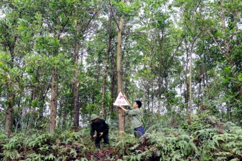 Tăng cường quản lý, bảo vệ rừng, phòng cháy, chữa cháy rừng trước, trong và sau Tết