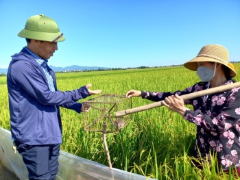 Thực hiện công tác phòng, chống chuột bảo vệ sản xuất trồng trọt