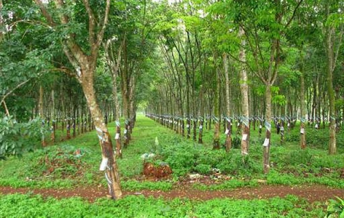 dat trong cay lau nam co duoc xay nha khong