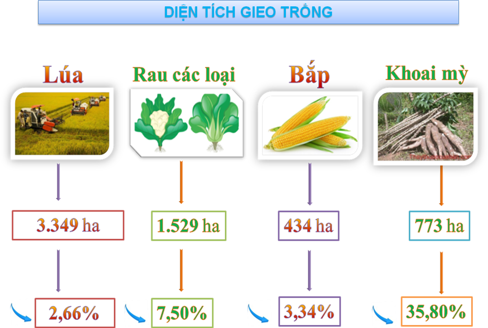 diện tích gieo trồng