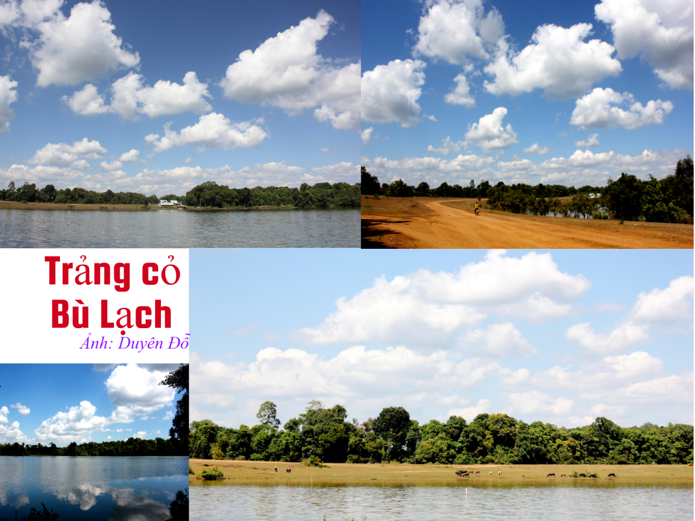 Trang co Bu Lach