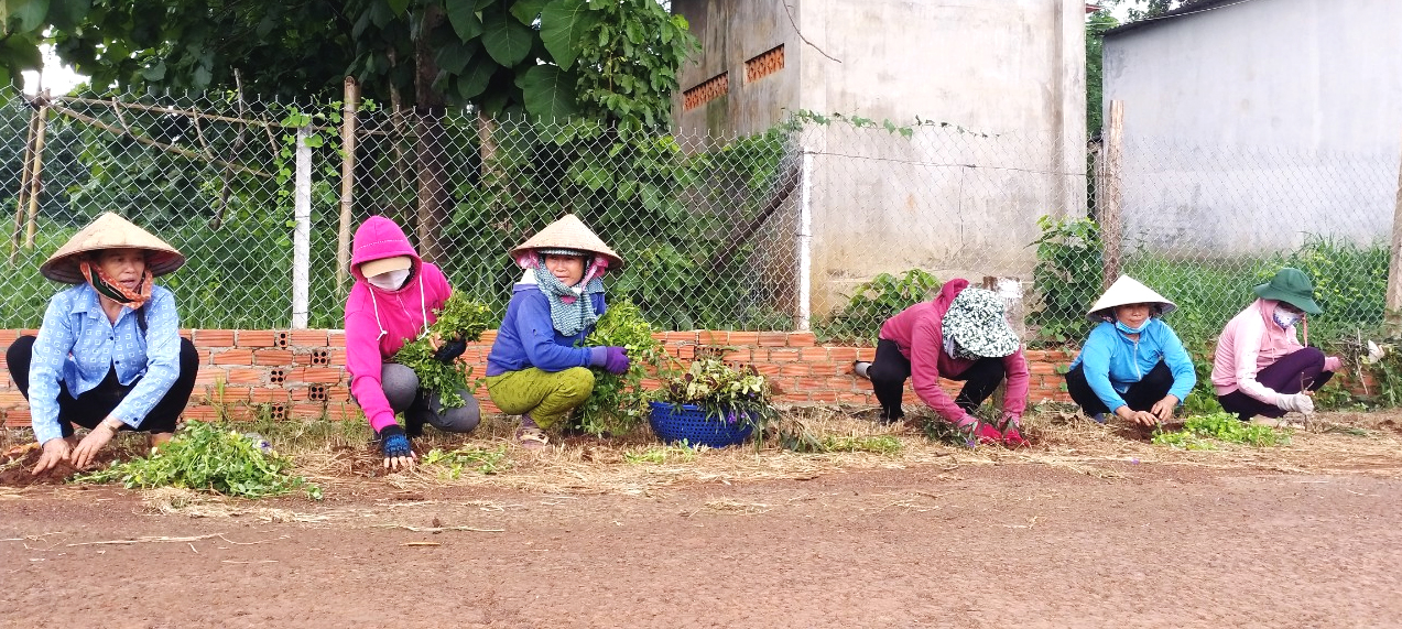 Trong hoa Hung Phuoc